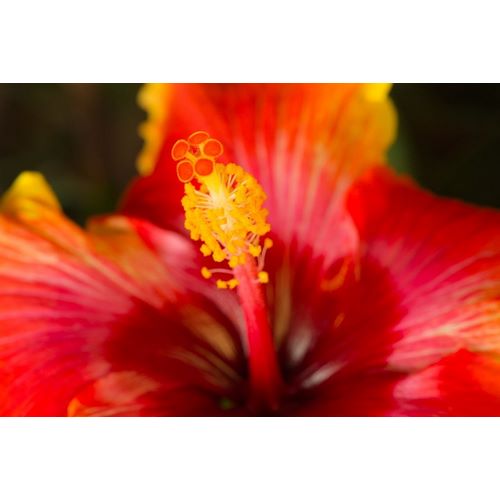 Georgia-Savannah Close-up of a hibiscus,